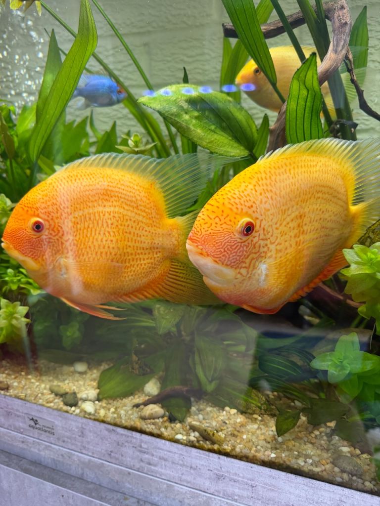 2 x 7” Male Gold Severums