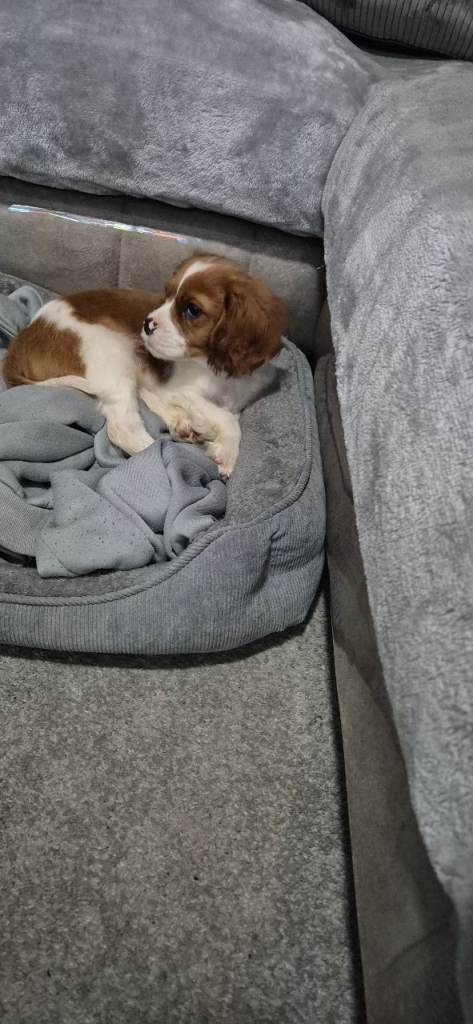 Cavalier king Charles puppy 