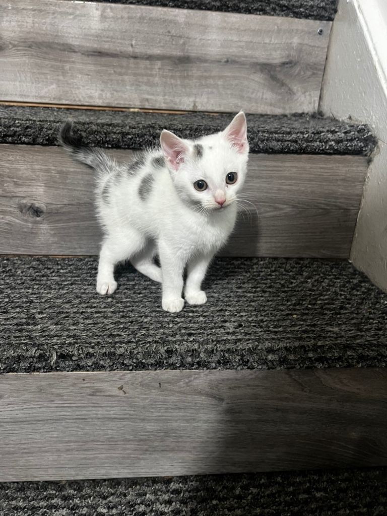 Grey and white female kitten for sale