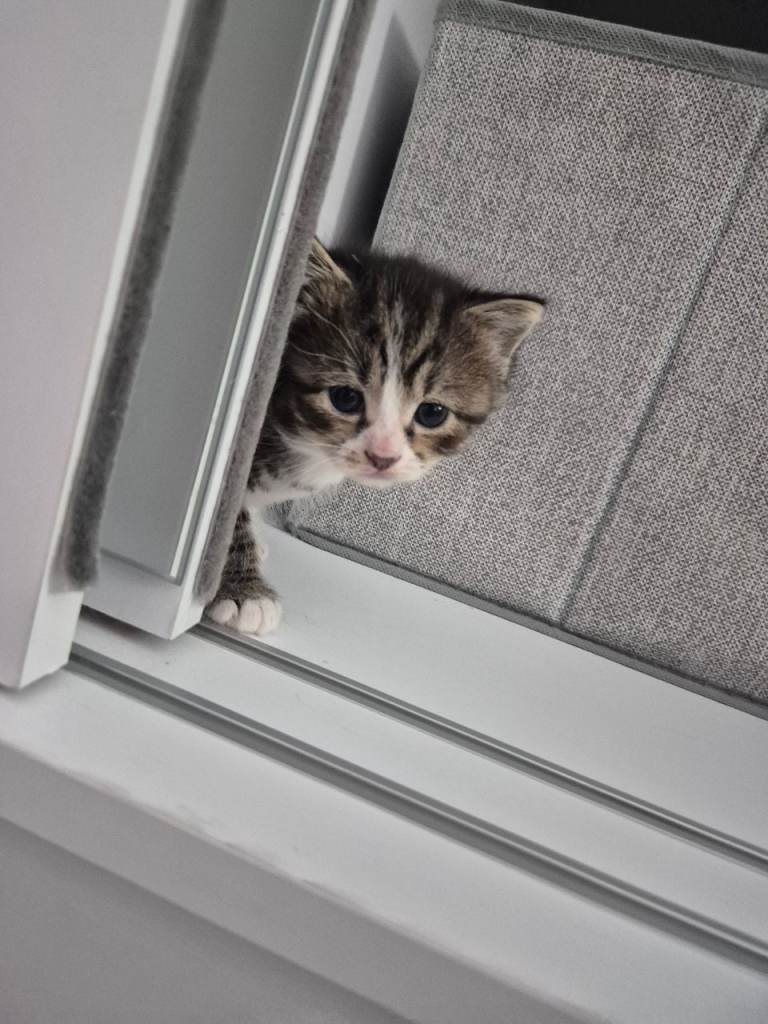 Beautiful tabby kitten 