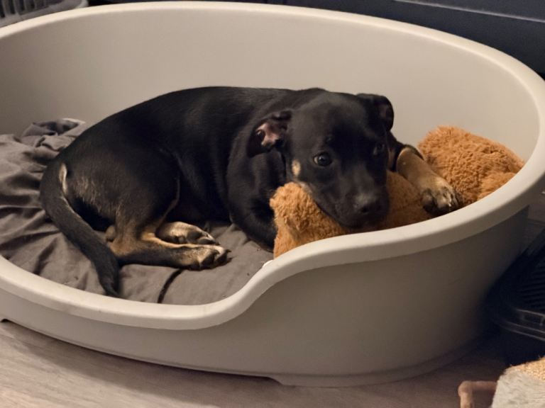 Puppy chug staffy cross AVAILABLE Animals & Reptiles for rehome from Hay & Grin Rescue 