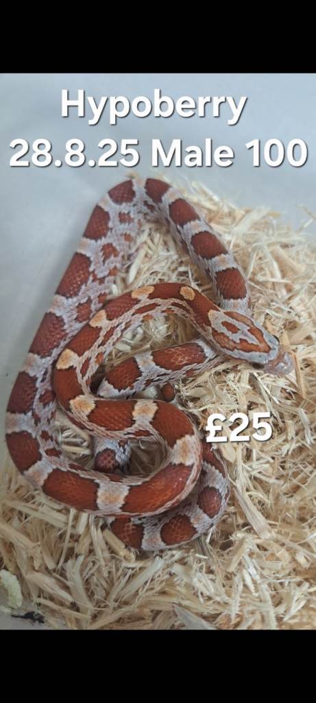  LAST FEW!! Various Corn Snakes for sale