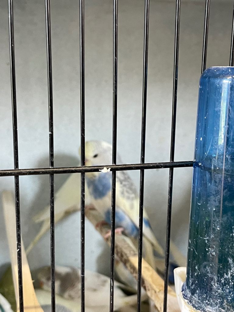 Budgies 