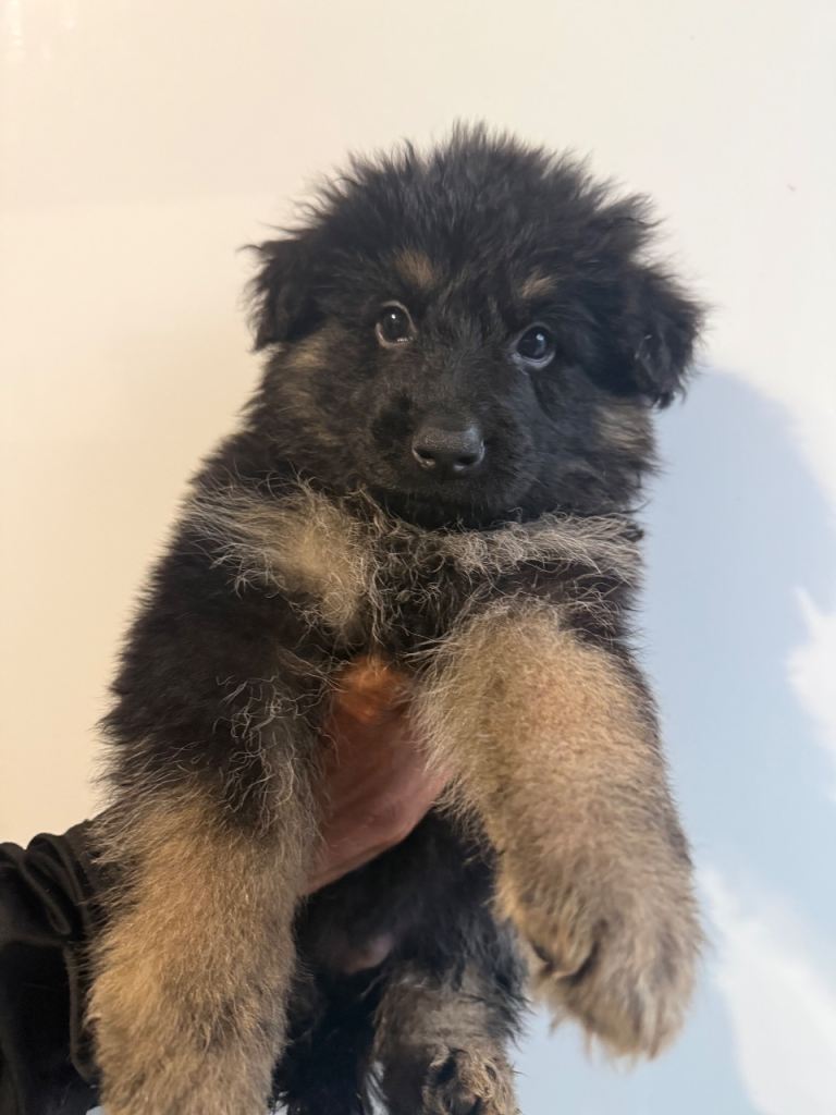 Kc reg German shepherd puppies only 3 left 
