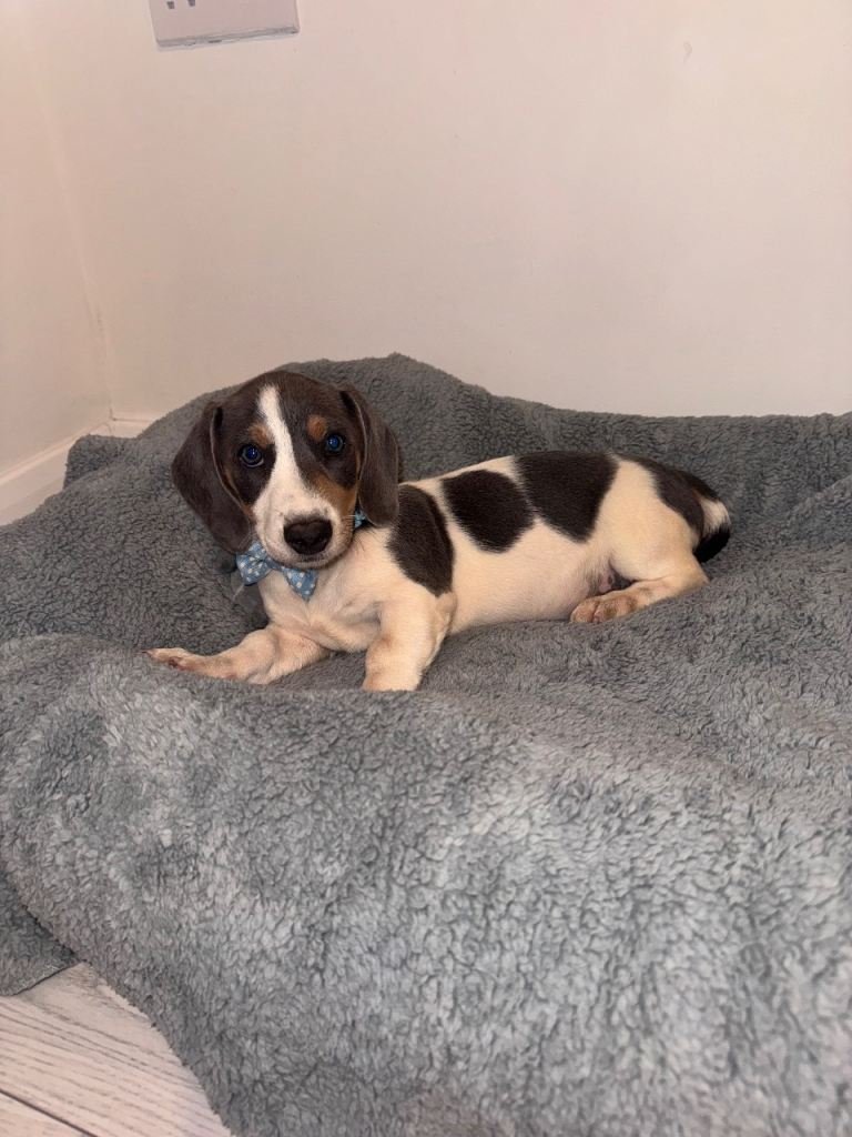 Miniature dachshund