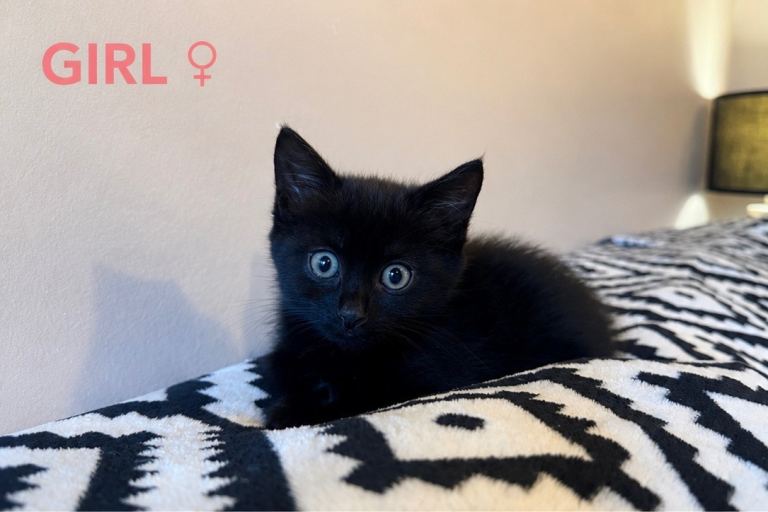 🐾Beautiful Kittens for sale 🐾