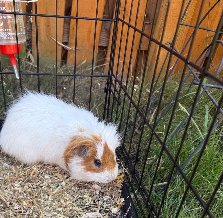 Reserved Male guinea 4 years