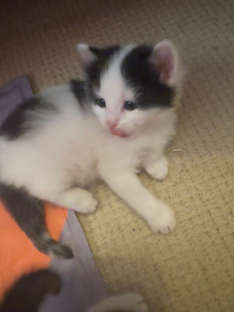 4 kittens ready to leave on the 28th of June 