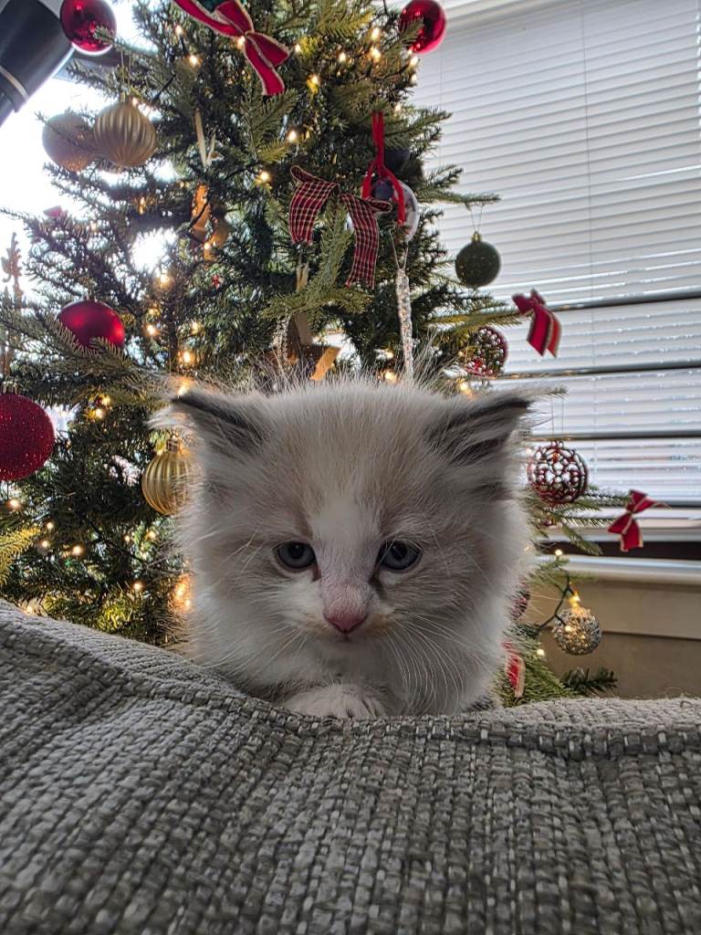 Beautiful Fluffy White Male Ragdoll Cross Kitten – £650 – Glasgow 🤍
