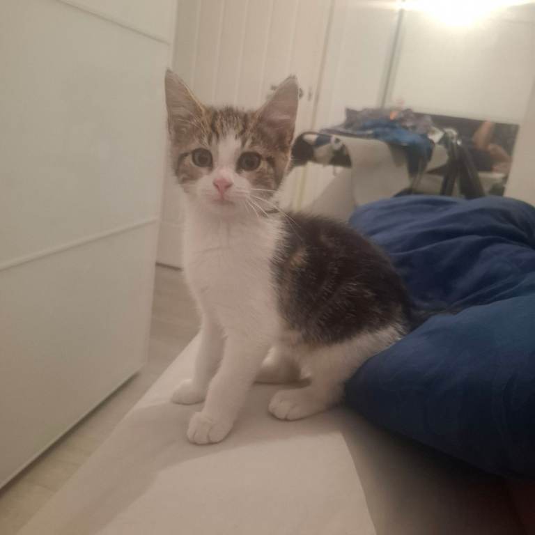 One male kitten tabby 12weeks old