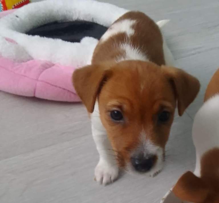 Jack Russell puppies