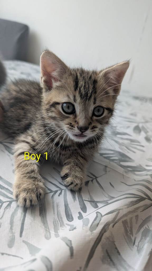 Kittens 