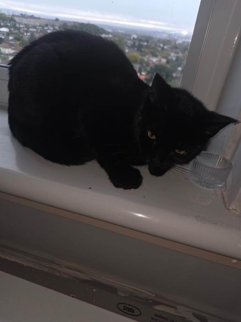 Kitten for sale