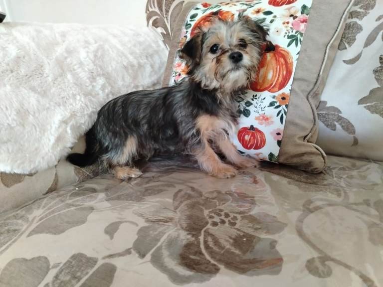 Tiny biewer terrier puppies 