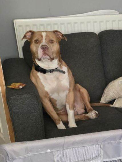Staffordshire Cross