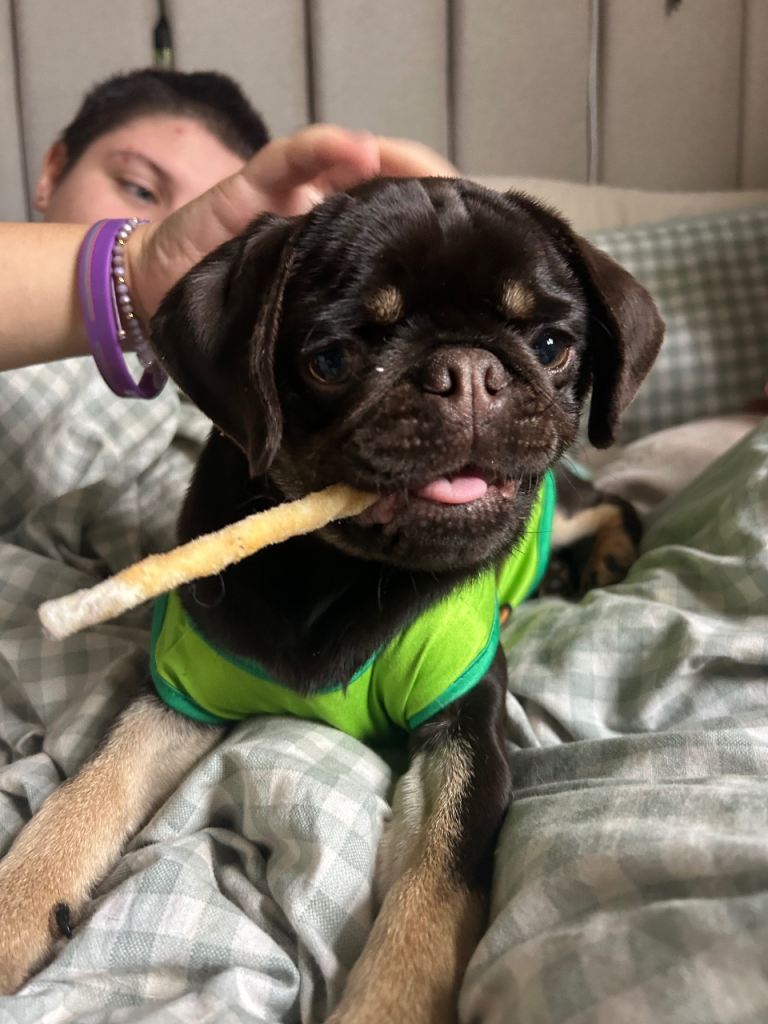 6 month old Pug mix
