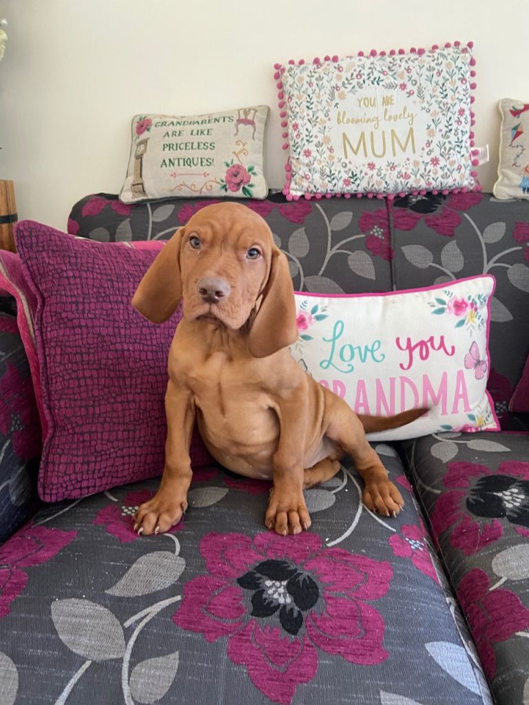 KC reg Hungarian Vizsla pups (1boy)