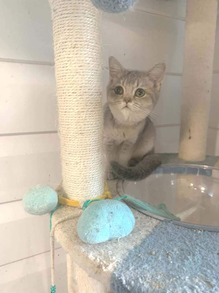 BSH pedigree Beautiful rare Blue Golden Shaded girl