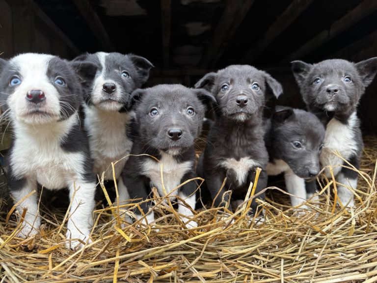 Kelpie x collie puppies 
