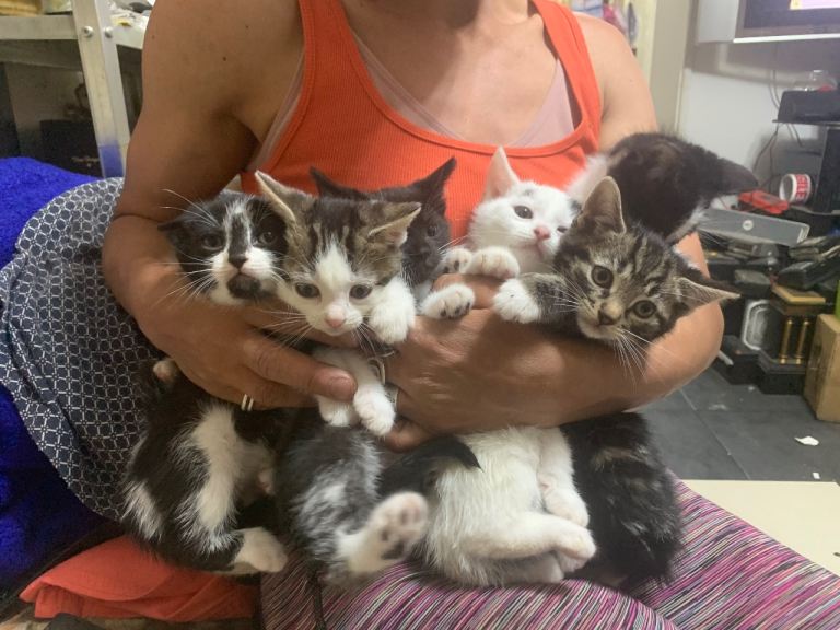 Six Playful kittens Looking For New Home 3 Male and 3 Females 