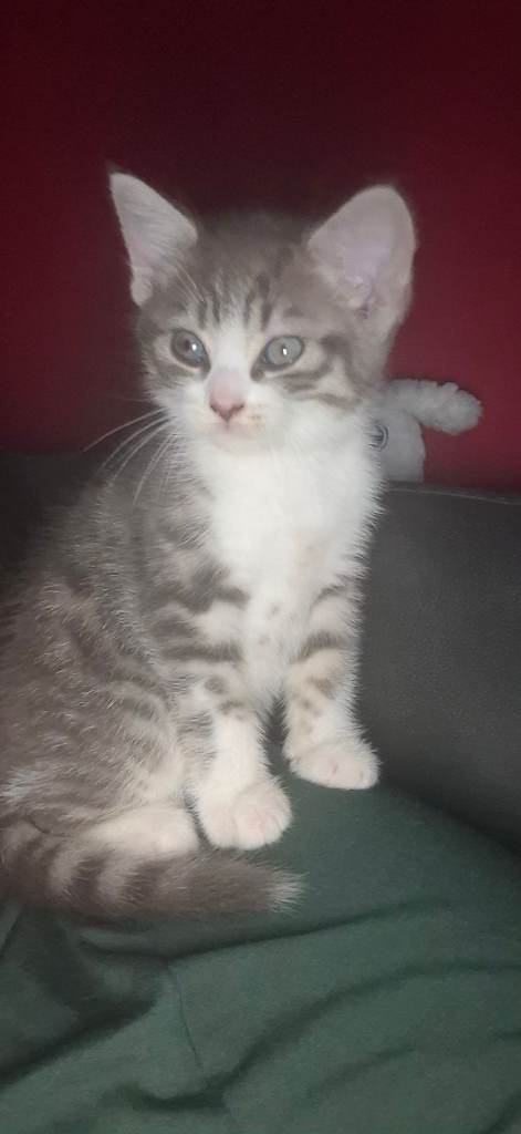 image for 8 week male grey tabby kitten