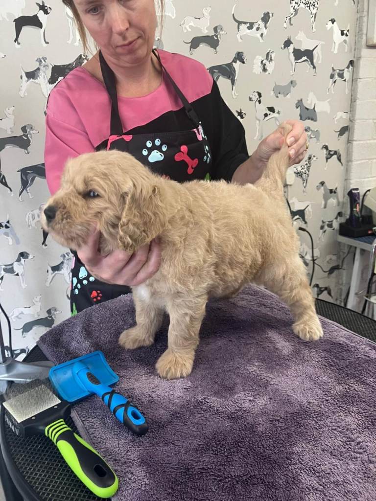 F1 Goldendoodle pups 