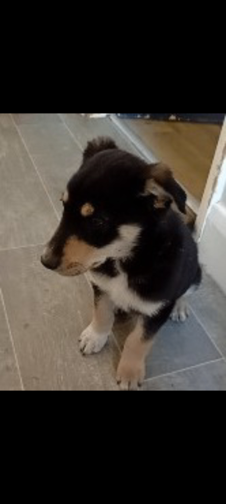 Puppy 