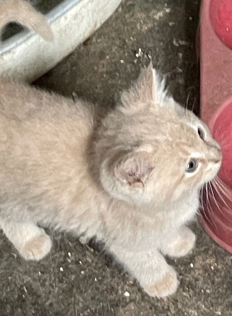 Beautiful blonde and ginger kittens