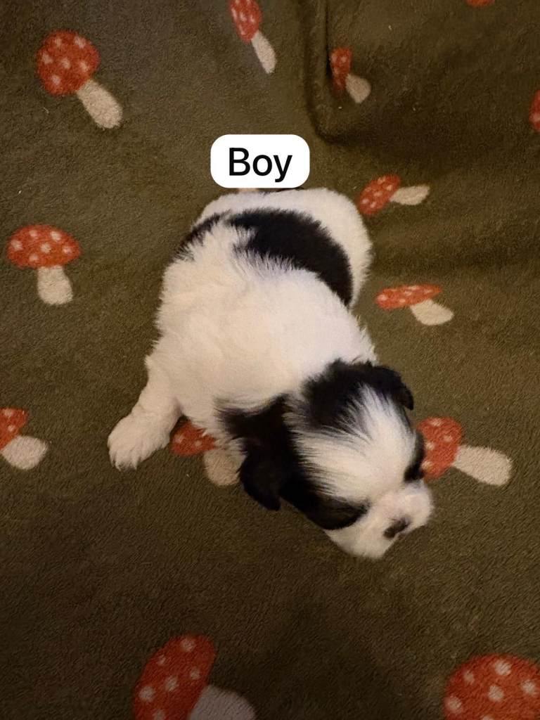 Shih Tzu pups 