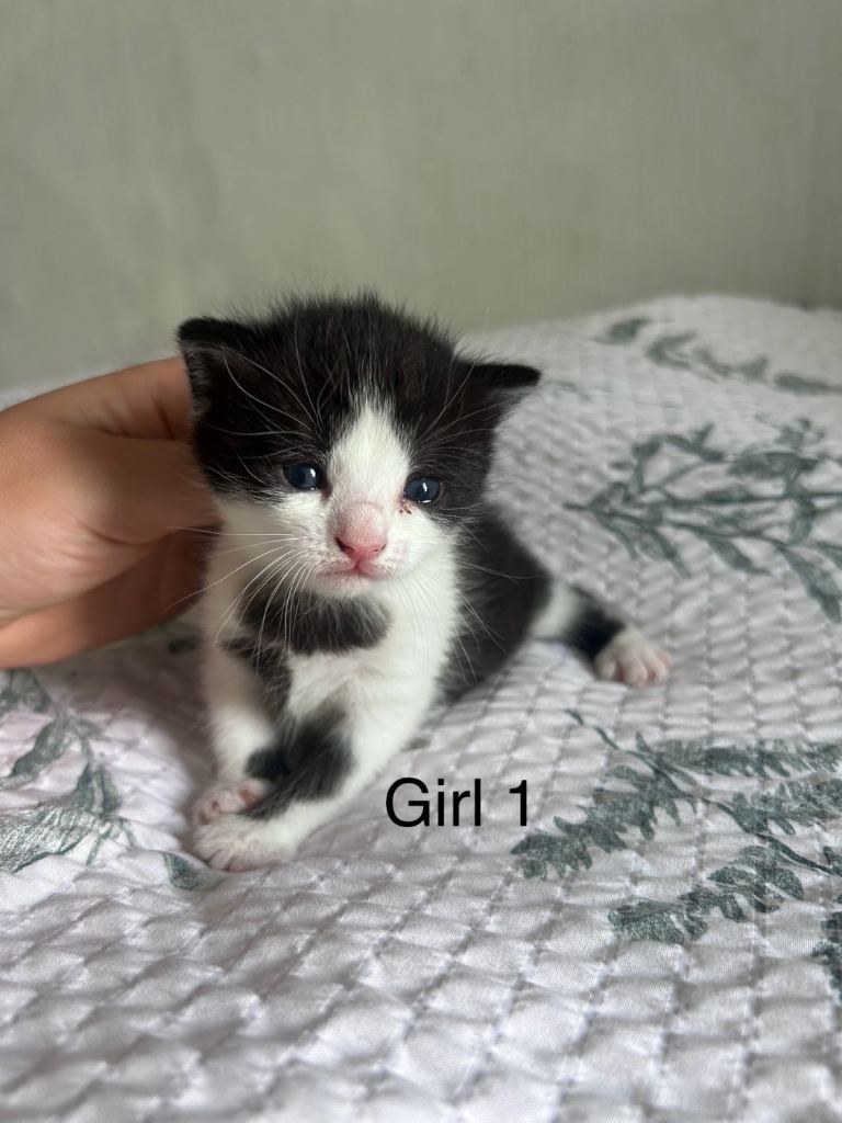 6 beautiful kittens 