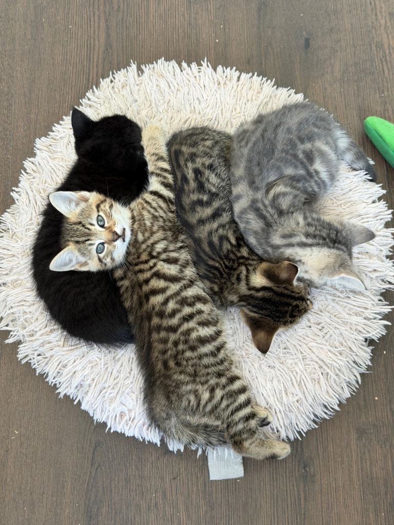 Bengal Mix Boy Kitten