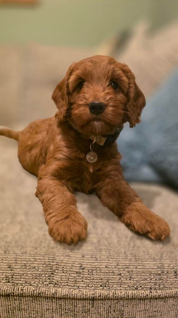 F1 COCKERPOO RED FEMALE PUPPIES