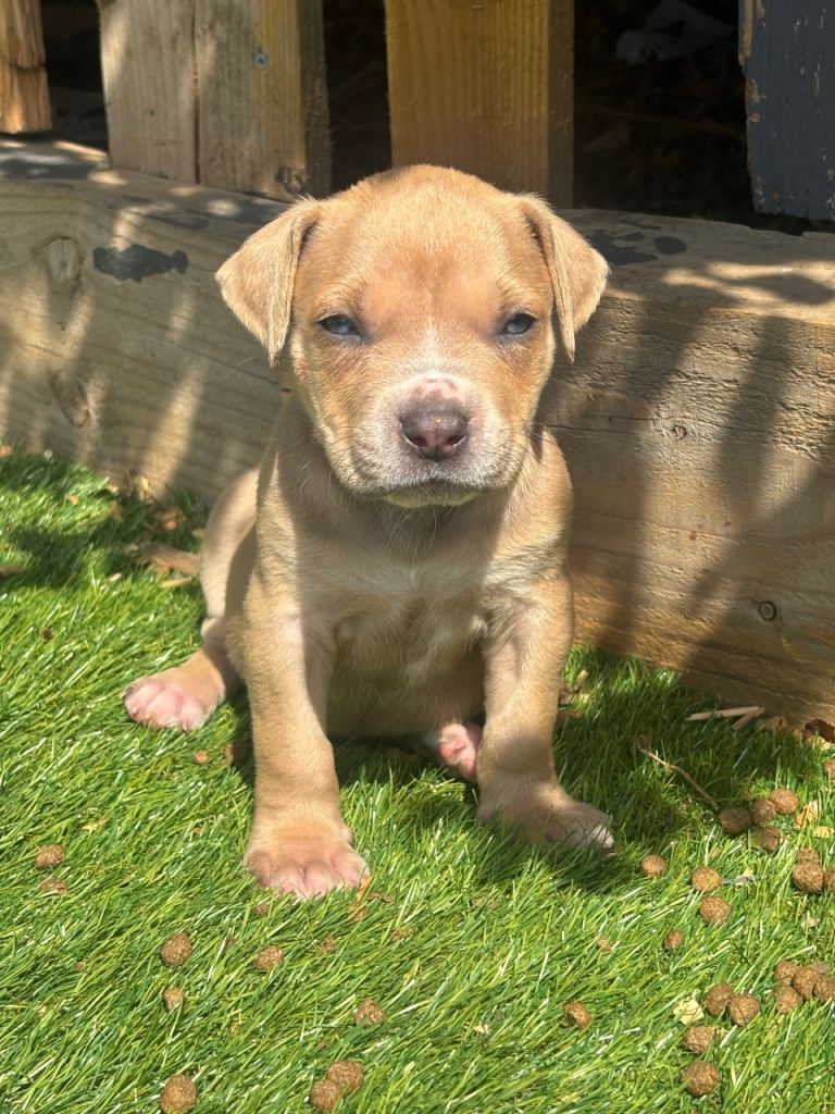 American Bully Puppies 🐶 Gorgeous Chunky Pups Ready for Forever Homes