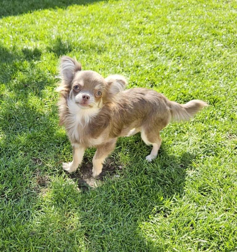 Long haired female chihuahua
