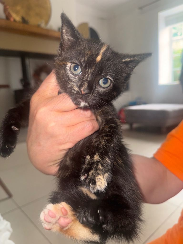 Kittens looking for new homes 