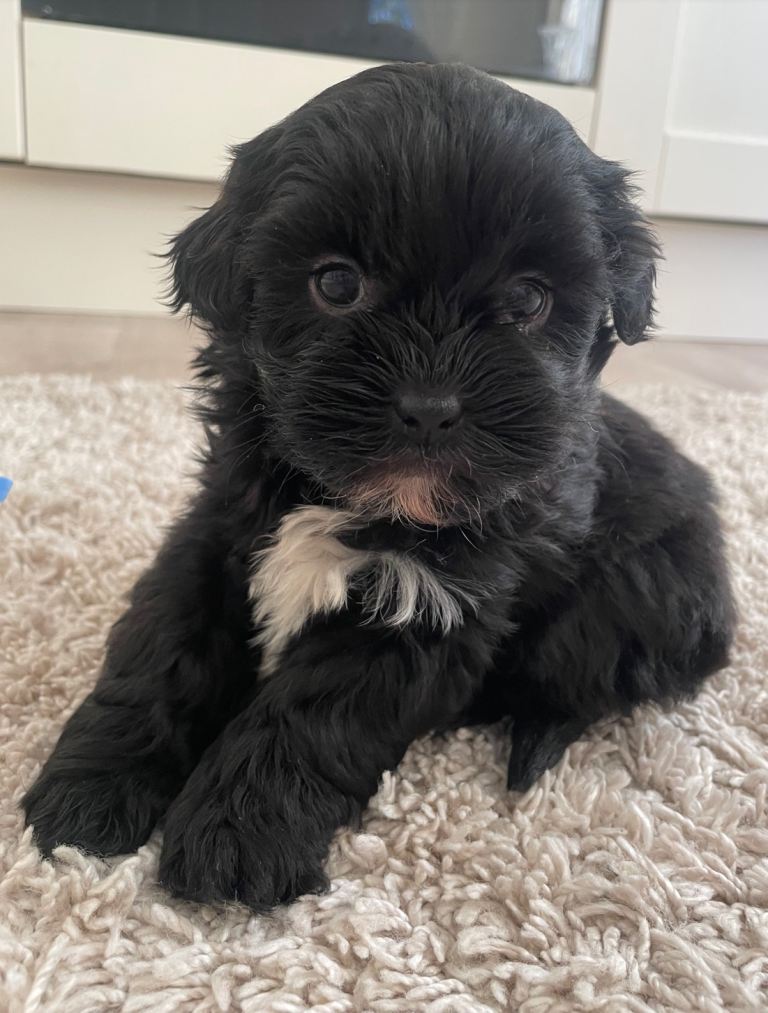 Shihpoo puppies 3 girls available 
