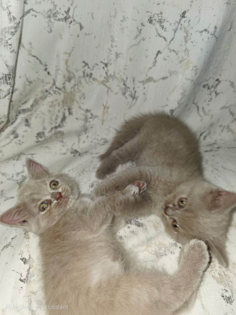 Mum and 5 Beautiful British Shorthair kittens for sale