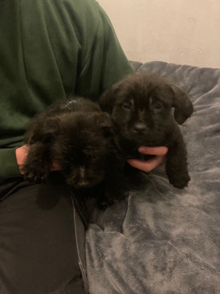 Puppies for sale 
