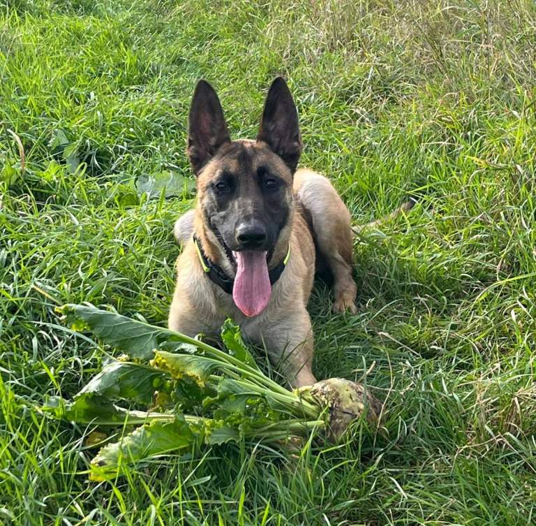 Malinois Shepherd 