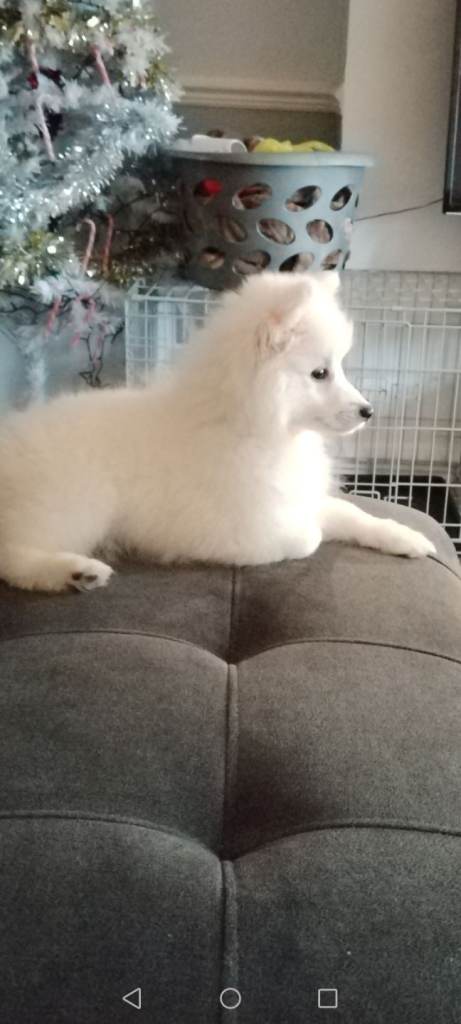 Pomeranian puppy