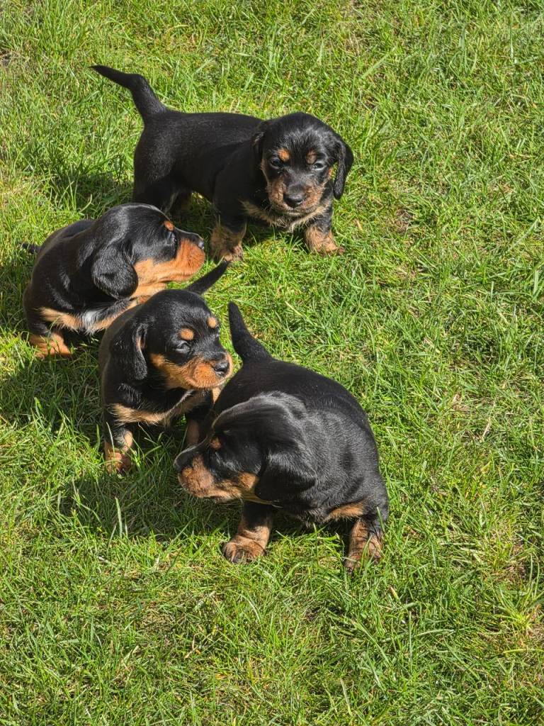 Miniature dachsunds 