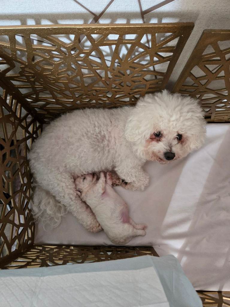 Pure Bichon Friese boy