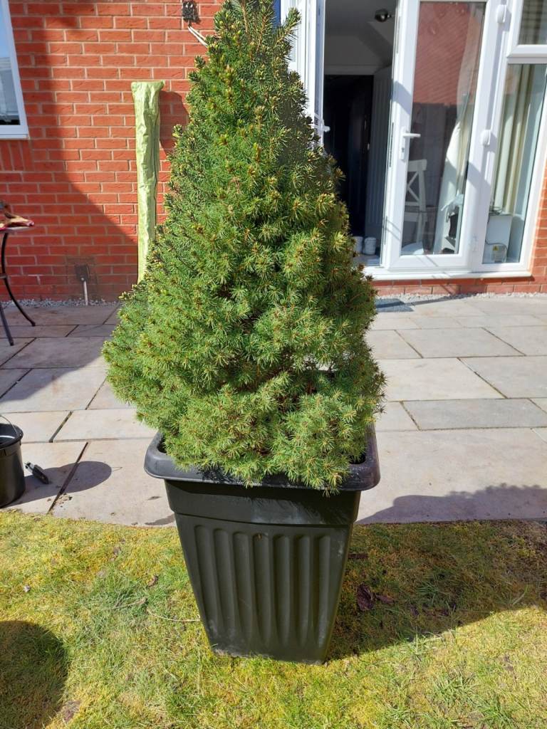 Conifer in Large Tub - Total Height 51" 