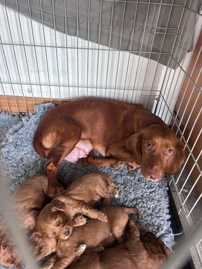  Cockapoo