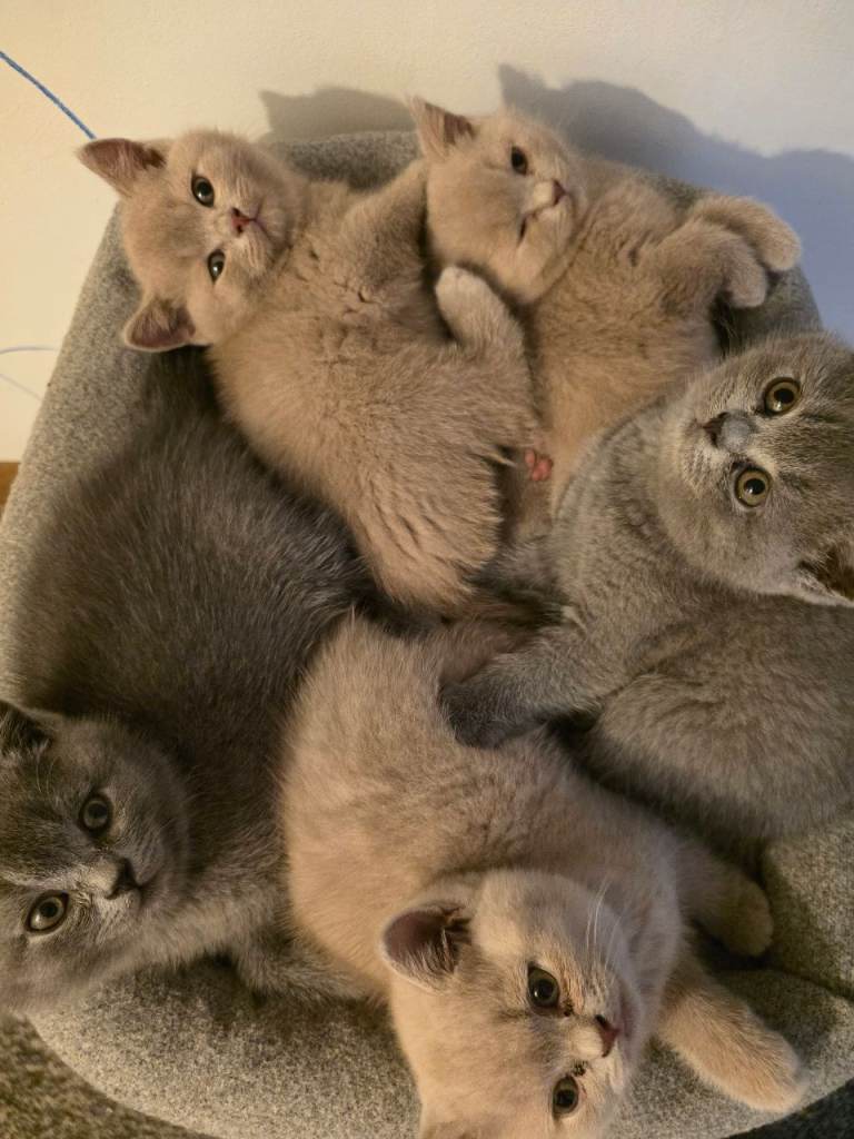 British shorthair kittens 