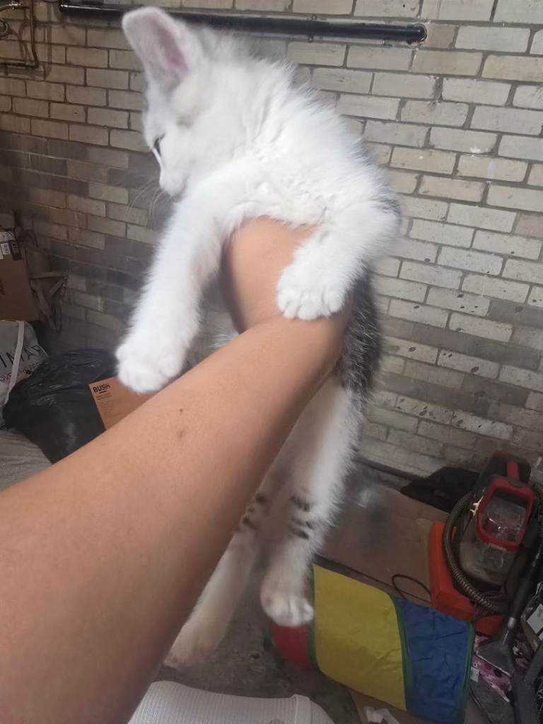Kittens 