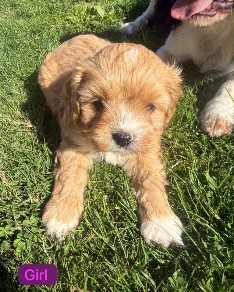 Adorable Cavapoo Puppy Girl Looking for a Loving Home