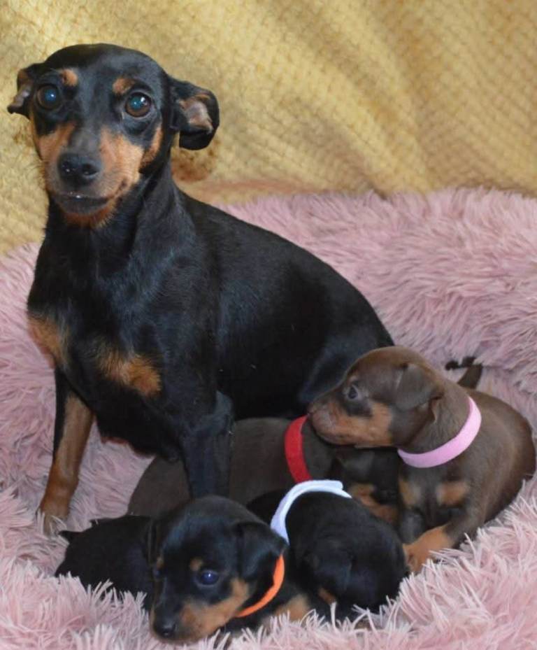 Adorable mini pinscher puppies 
