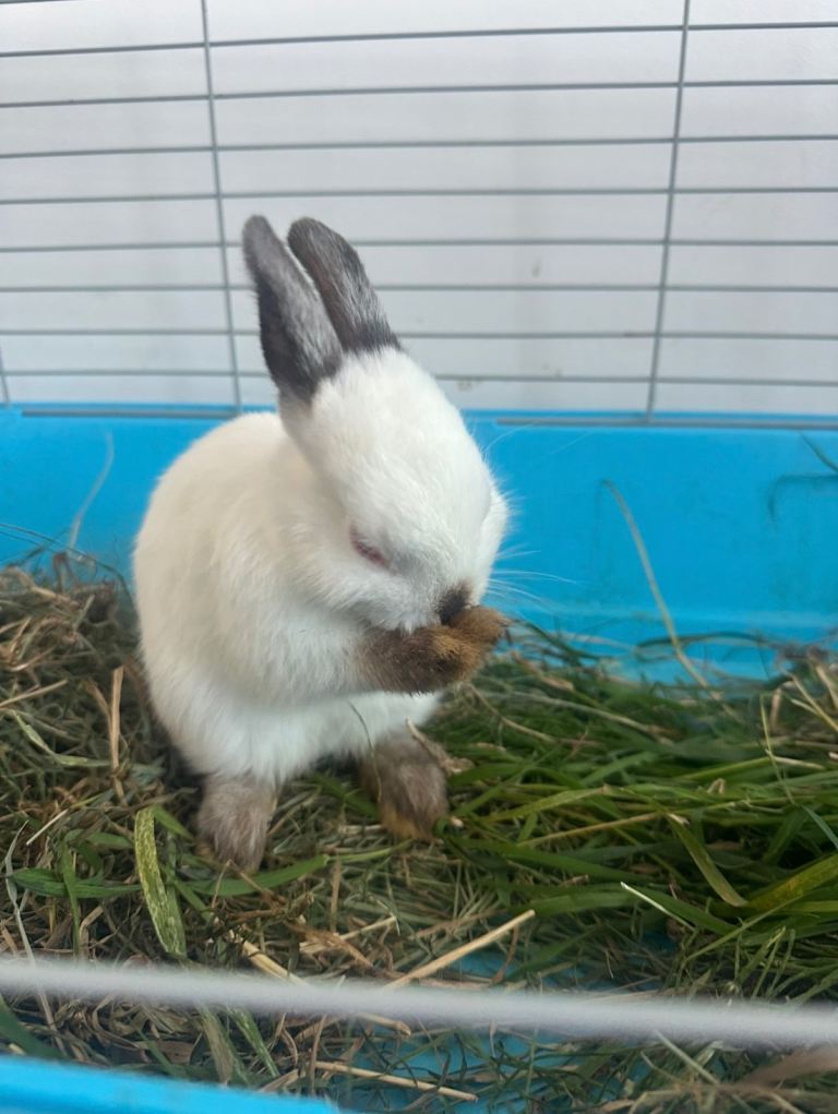 Baby bunny