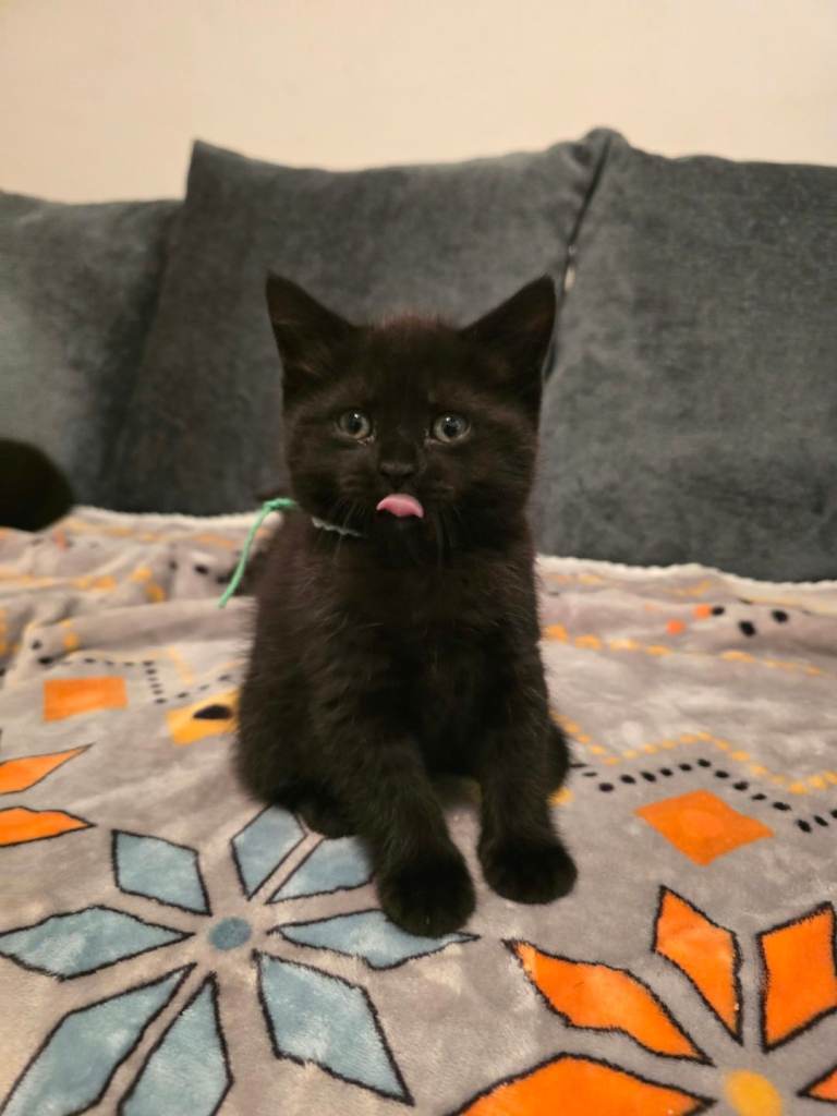 4 cross British short hair looking for new home 
